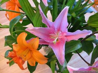 Easter Flowers Wallpaper Crazy Frankenstein