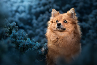 Animal Pomeranian HD Wallpaper