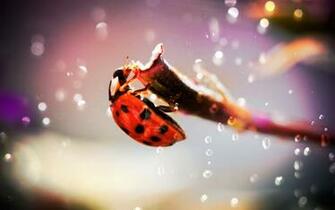 Ladybug Computer Wallpaper Desktop Background Id