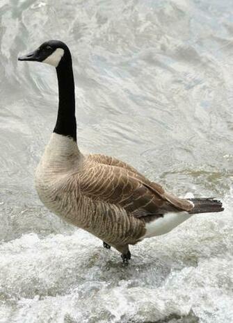 Goose Branta Canadensis Canada Wallpaper