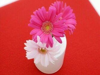 Pink Daisy Desktop Wallpaper