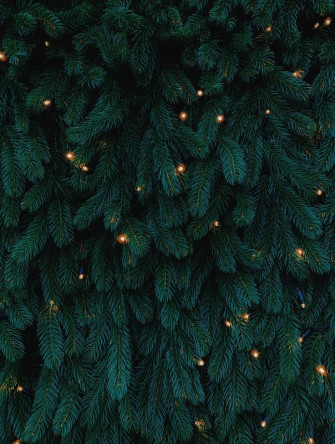 Photo Of Green Leafed Plants Image