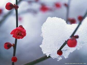 Frozen Flowers Photo Winter Wallpaper6 Wallcoo Net
