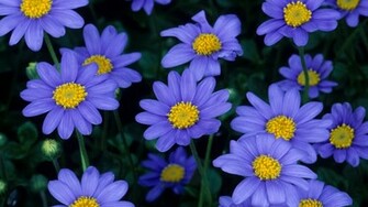 Blue Flowers Wallpaper