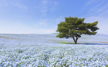Best Pictures Of Japan On Gaijinpot Travel