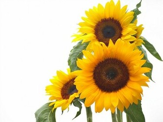 Sunflower Flowers Splendid Wallpaper HD