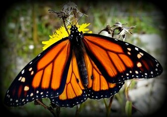 Monarch Butterfly Wallpaper