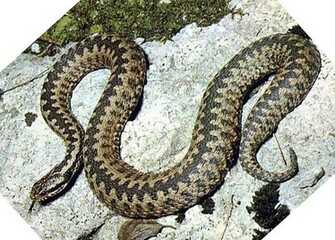 Viper Snake Pictures