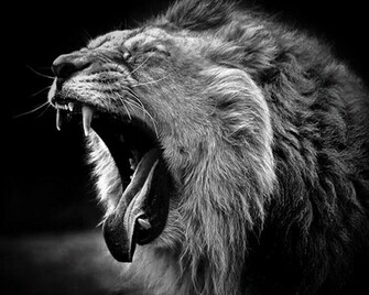 Black Lion Pictures