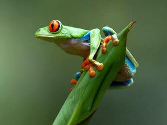 Cute Real Frog For Desktop Wallpaper Wallpapermine