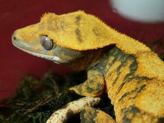 Hot Crested Gecko Wallpaper