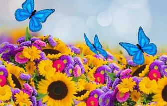 Wallpaper Asters Sunflowers Butterflies Spring Flowers
