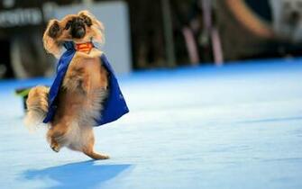 Funny Dog Screensavers For