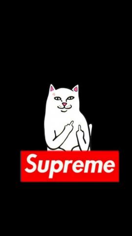Supreme Cat Wallpaper On