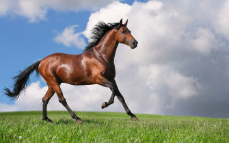 Horse Desktop Wallpaper