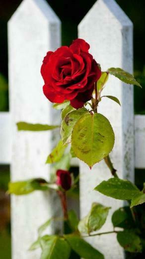 Flower iPhone 5s Wallpaper HD And