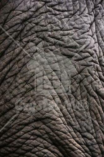 Elephant Skin Grunge Texture Background Crystalmoo Graphic House