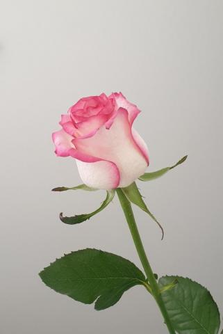 Rose Wallpaper HD Hq