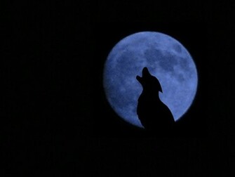 Howling Wolf Moon Image Pictures Becuo