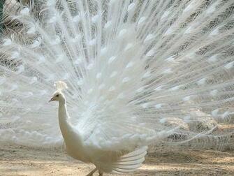 Beautiful Peacock Wallpaper HD For Desktop