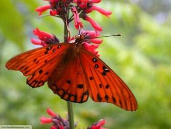 Red Butterfly Wallpaper