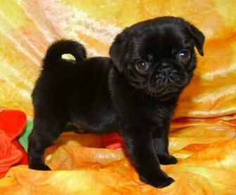 Cute Dogs Pug Puppy
