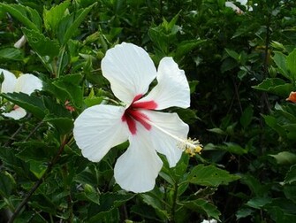Tropical Flowers Wallpaper