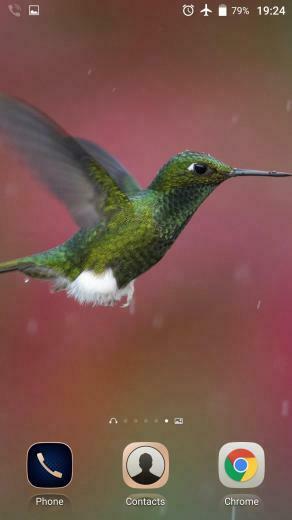Colibri Little Live Wallpaper For Android Apk