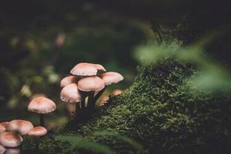 Mushroom Pictures HD Image