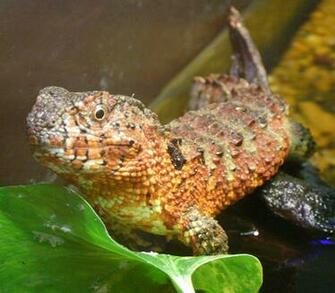 Lizards Image Chinese Crocodile Lizard Wallpaper And