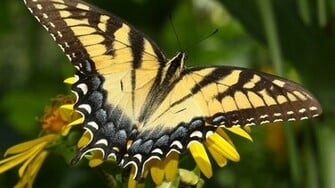 Yellow Monarch Butterfly Wallpaper