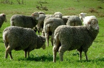 Merino Sheep HD Wallpaper Hivewallpaper