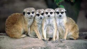 Windows Animals Theme And Wallpaper All For
