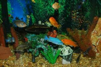 Cichlids My Desktop Wallpaper