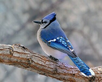 HD Desktop Wallpaper Blue Jay