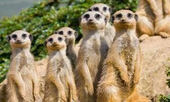 Meerkat HD Wallpaper High Definition