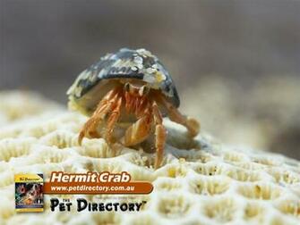 Where Is Wallpaper Crab
