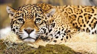 HD Wallpaper Cats Wild Tame 3d