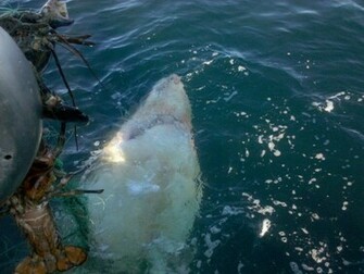 Great White Shark Image HD Wallpaper In Animals Imageci