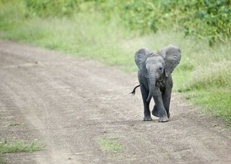 Cute Baby Elephant Pictures