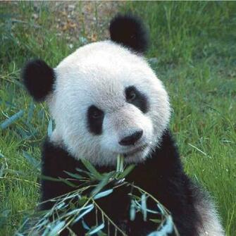 Wallpaper Collections Giant Panda