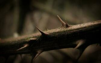 Branch Thorns Wallpaper Stock Photos