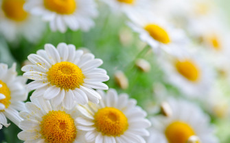 Daisy Wallpaper High Quality