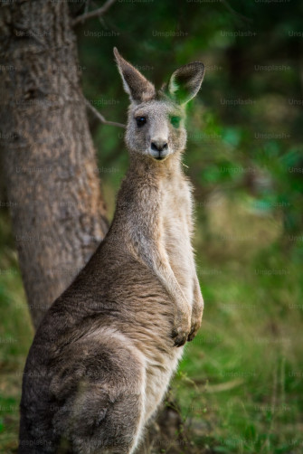 Kangaroo Pictures Image Stock Photos On