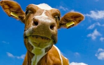 Cow Head Wallpaper