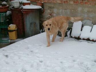 Billy Playing In The Snow