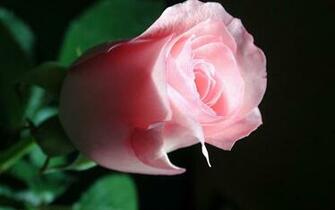 Red Rose 3d Wallpaper Desktop Background