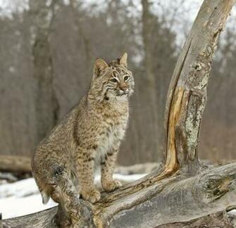 Bobcat Wallpaper Background