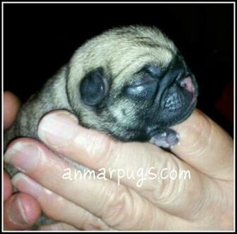 Pictures Of Baby Pugs HD Wallpaper Lovely