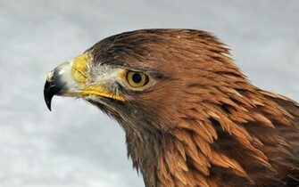 Golden Eagle Wallpaper